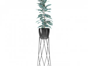 plant in pot flowerpot exotic plant 3D Model
