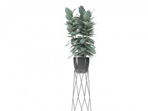 plant in pot flowerpot exotic plant 3D Model