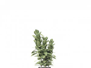 plant in pot flowerpot exotic plant 3D Model