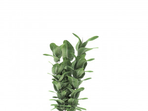plant in pot flowerpot exotic plant Modèle 3D