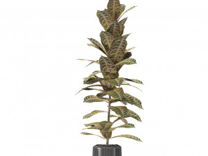 plant in pot flowerpot exotic plant Modèle 3D