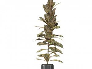plant in pot flowerpot exotic plant 3D Model