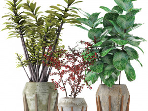 plant in pot flowerpot exotic plant 3D 模型