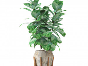 plant in pot flowerpot exotic plant 3D 模型