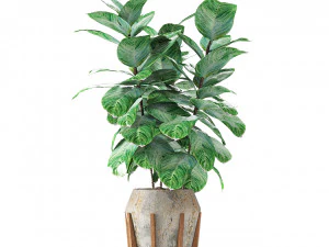 plant in pot flowerpot exotic plant 3D Model