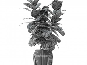 plant in pot flowerpot exotic plant 3D 模型