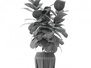 plant in pot flowerpot exotic plant 3D Model