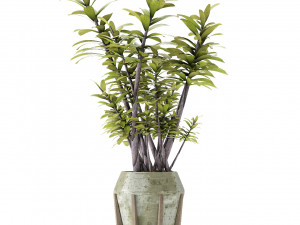 plant in pot flowerpot exotic plant 3D 模型