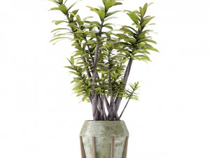 plant in pot flowerpot exotic plant 3D Model