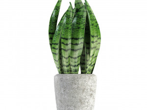 plant in pot flowerpot exotic plant 3D Model