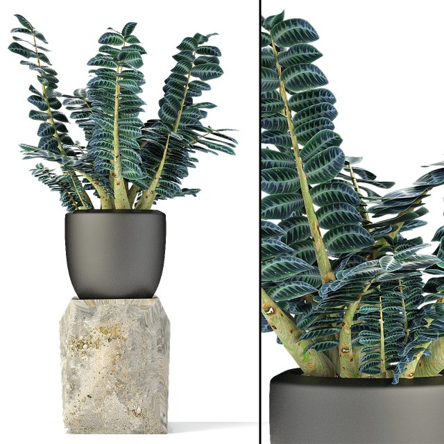 plant in pot flowerpot exotic plant 3D 模型 .c4d .max .obj .3ds .fbx .stl .blend