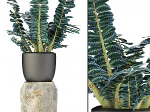 plant in pot flowerpot exotic plant Modello 3D