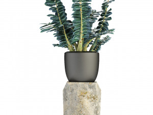plant in pot flowerpot exotic plant 3D 模型