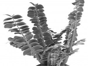 plant in pot flowerpot exotic plant 3D 模型