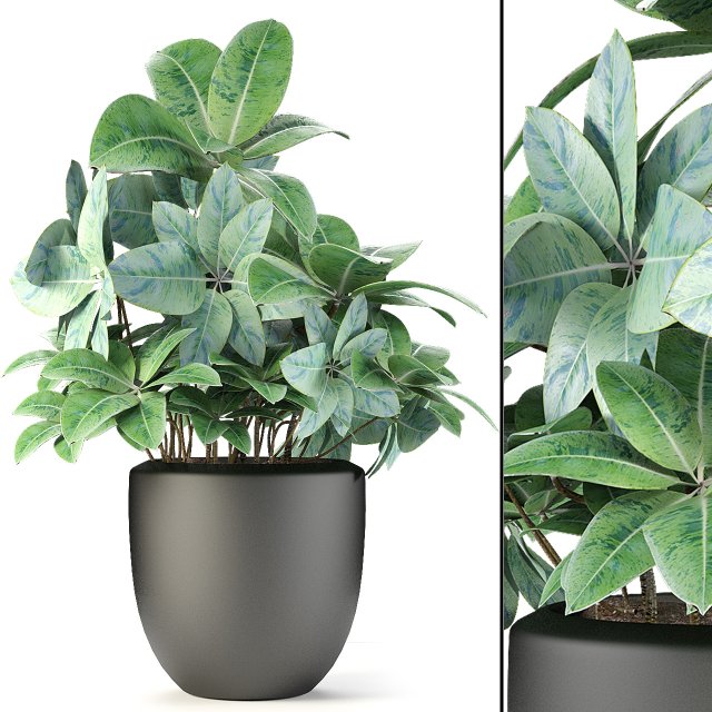plant in pot flowerpot exotic plant Modelo 3D .c4d .max .obj .3ds .fbx .stl .blend 
