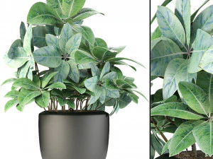 plant in pot flowerpot exotic plant Modello 3D