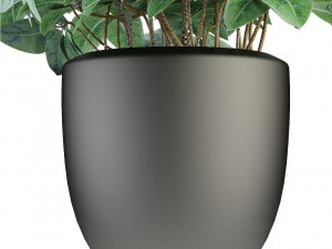 plant in pot flowerpot exotic plant Modelo 3D