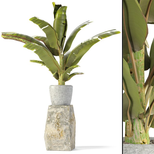 plant in pot flowerpot exotic plant 3D Модель .c4d .max .obj .3ds .fbx .stl .blend 