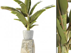 plant in pot flowerpot exotic plant Modello 3D