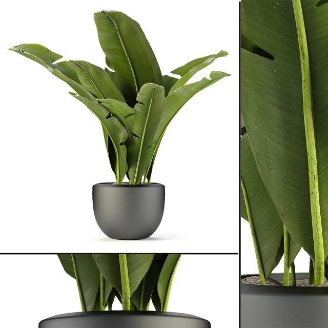 plant in pot flowerpot exotic plant Modelo 3D .c4d .max .obj .3ds .fbx .stl .blend 
