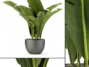 plant in pot flowerpot exotic plant 3D 模型