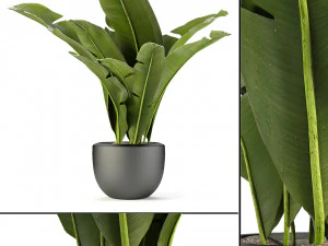 plant in pot flowerpot exotic plant Modello 3D