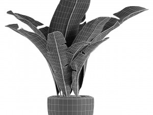 plant in pot flowerpot exotic plant Modelo 3D