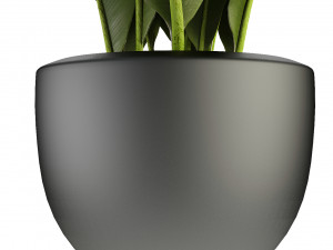 plant in pot flowerpot exotic plant Modelo 3D