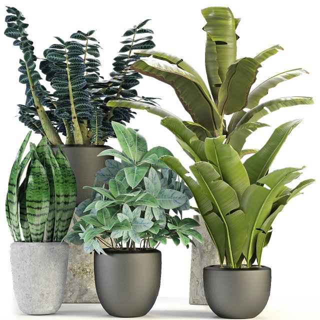 plant in pot flowerpot exotic plant 3D Model .c4d .max .obj .3ds .fbx .stl .blend