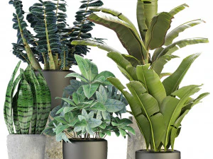 plant in pot flowerpot exotic plant Modello 3D