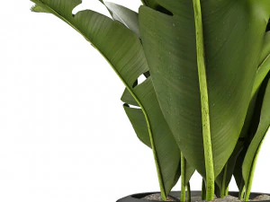 plant in pot flowerpot exotic plant 3D Model
