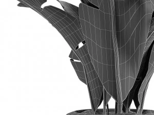 plant in pot flowerpot exotic plant 3D Model