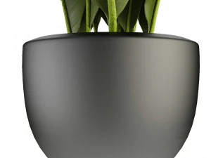 plant in pot flowerpot exotic plant 3D Model