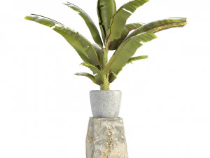 plant in pot flowerpot exotic plant 3D Model