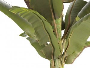 plant in pot flowerpot exotic plant 3D Model