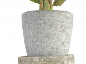 plant in pot flowerpot exotic plant 3D Model