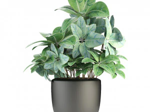 plant in pot flowerpot exotic plant 3D Model