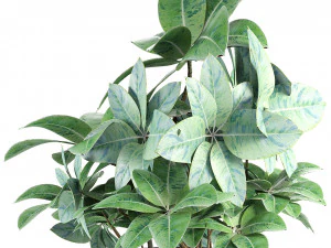 plant in pot flowerpot exotic plant 3D Model