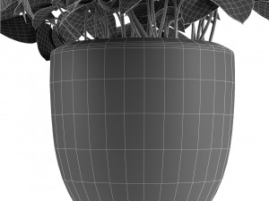 plant in pot flowerpot exotic plant 3D Model
