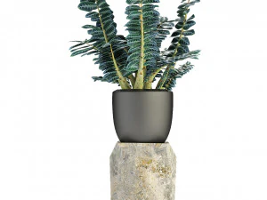 plant in pot flowerpot exotic plant 3D Model