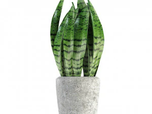 plant in pot flowerpot exotic plant 3D Model