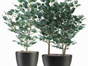 plant in pot flowerpot exotic plant Modelo 3D