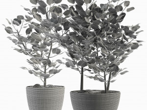 plant in pot flowerpot exotic plant Modelo 3D