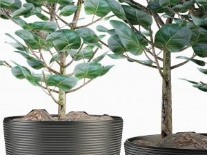plant in pot flowerpot exotic plant Modelo 3D