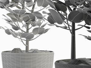 plant in pot flowerpot exotic plant Modelo 3D