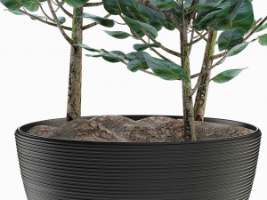plant in pot flowerpot exotic plant Modelo 3D