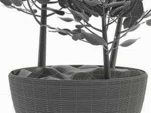 plant in pot flowerpot exotic plant Modelo 3D