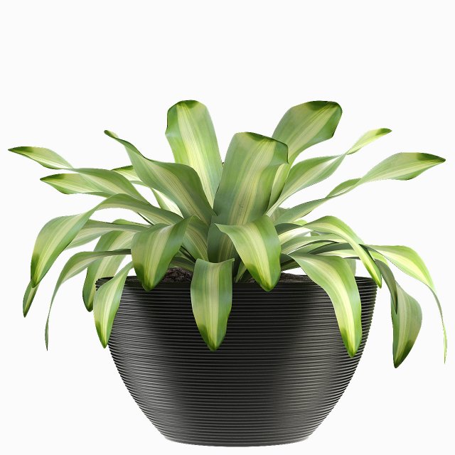 plant in pot flowerpot exotic plant 3D Model .c4d .max .obj .3ds .fbx .stl .blend 