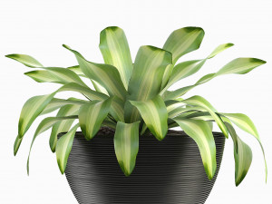 plant in pot flowerpot exotic plant Modelo 3D