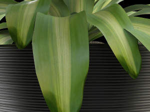 plant in pot flowerpot exotic plant 3D Model